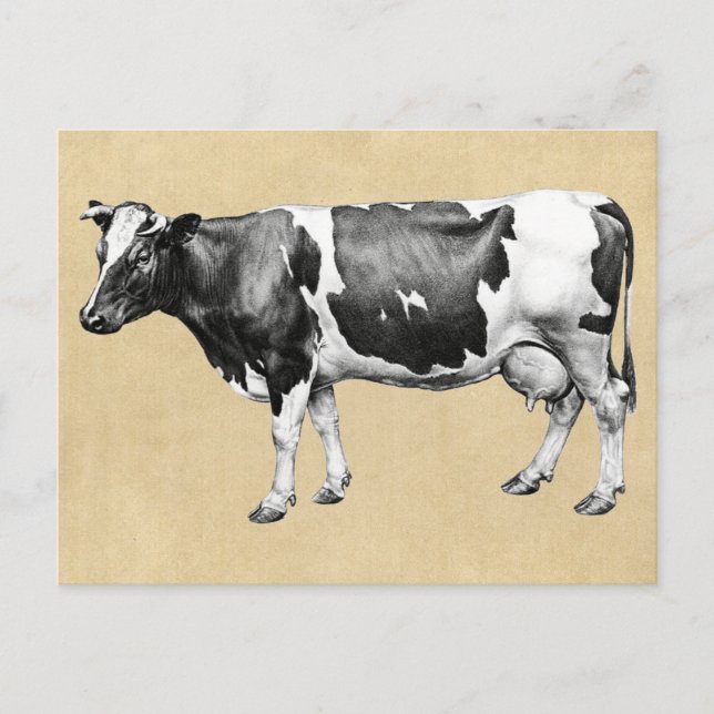 Dairy Cow Postcard (Front)