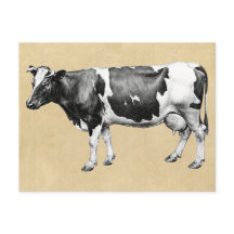 Dairy Cow