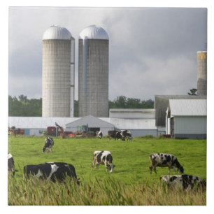 Dairy cows and farm near Taylor County 2 Ceramic Tile