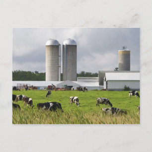 Dairy cows and farm near Taylor County Postcard