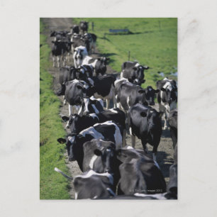 Dairy cows awaiting milking postcard