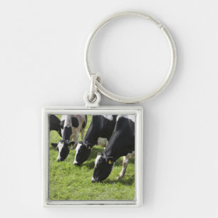 Dairy cows grazing in pasture key ring