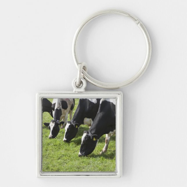 Dairy cows grazing in pasture key ring (Front)