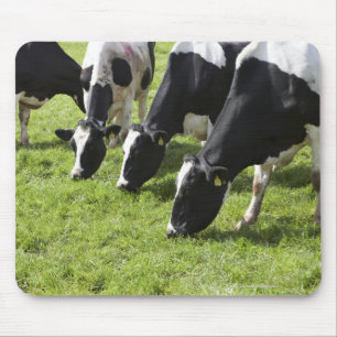 Dairy cows grazing in pasture mouse pad