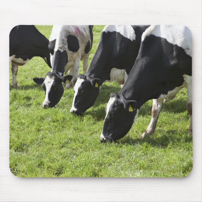 Dairy cows grazing in pasture mouse pad (Front)