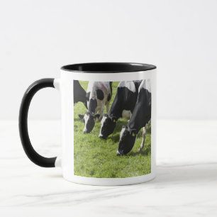 Dairy cows grazing in pasture mug