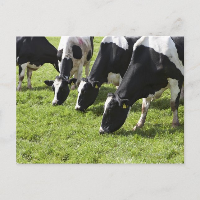 Dairy cows grazing in pasture postcard (Front)