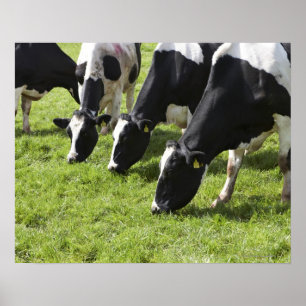 Dairy cows grazing in pasture poster