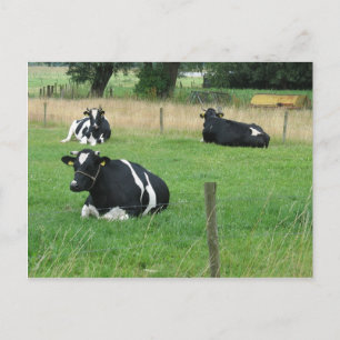 Dairy Cows Postcard