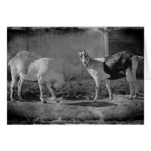 Dairy Goats in black and white