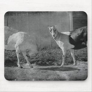 Dairy Goats in black and white Mouse Pad