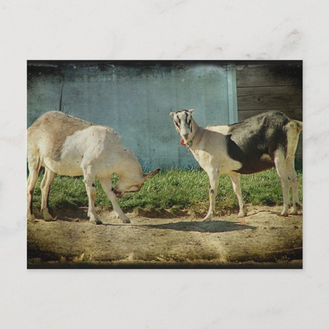Dairy Goats Postcard (Front)