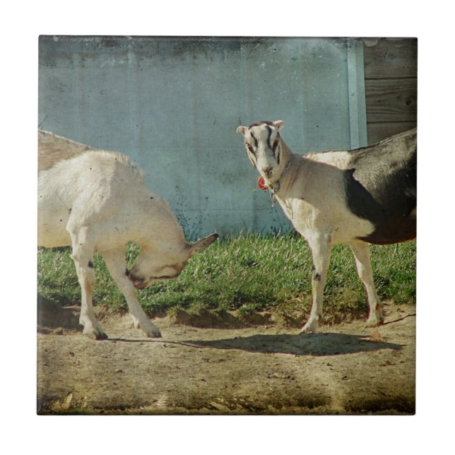 Dairy Goats Tile (Front)