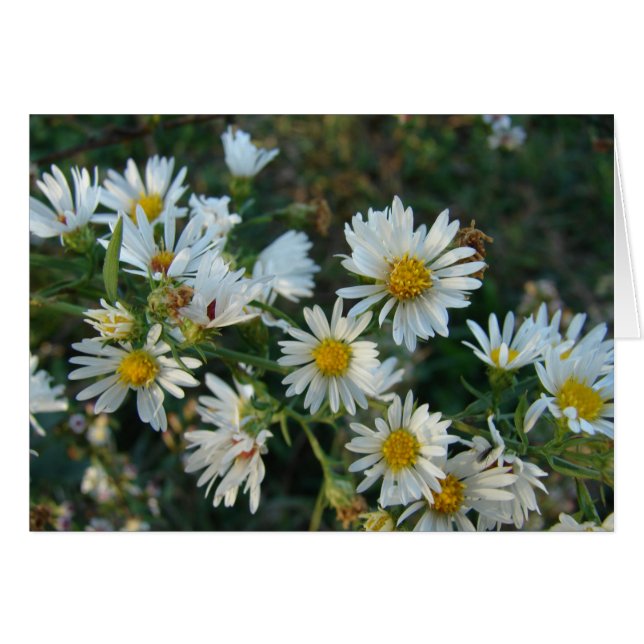 Daisies (Front Horizontal)