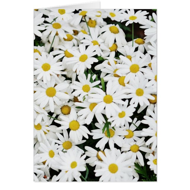 Daisies (Front)
