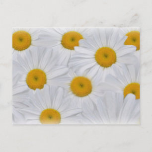 Daisies 6 postcard