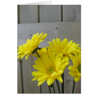 Daisies Along the Fence
