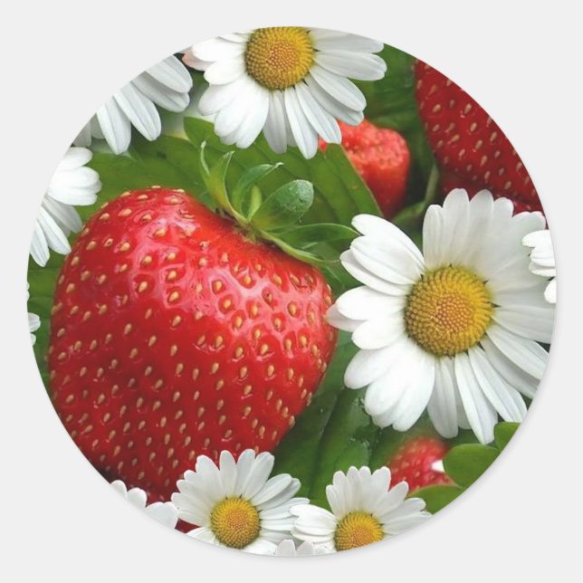 Daisies and Strawberries Classic Round Sticker (Front)