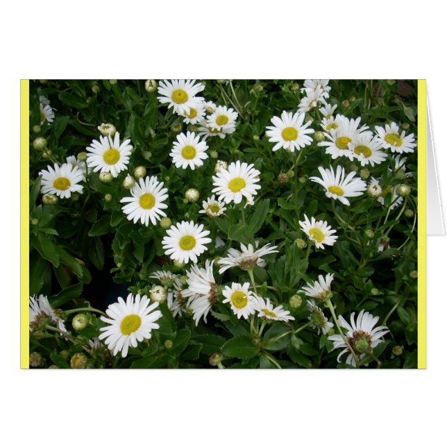 Daisies Aplenty (Front Horizontal)