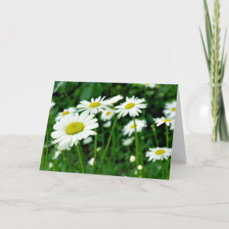 Daisies Card