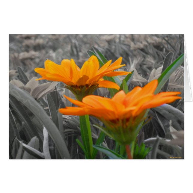 Daisies Card (Front Horizontal)