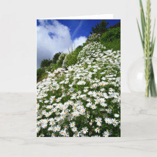 Daisies Card