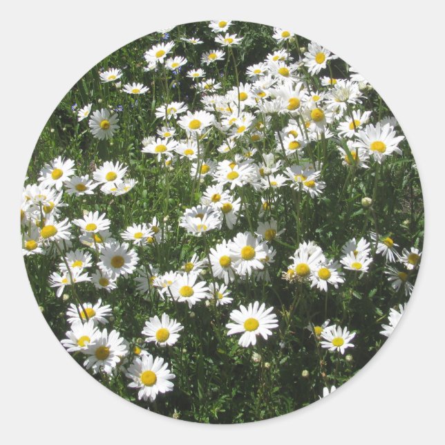 Daisies Classic Round Sticker (Front)