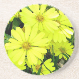 Daisies Coaster