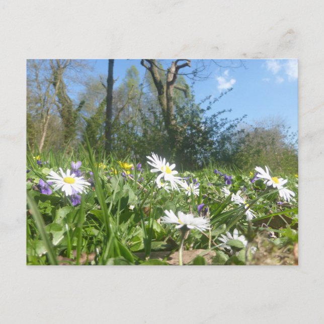 Daisies Field with Blue Sky DIY Postcard (Front)