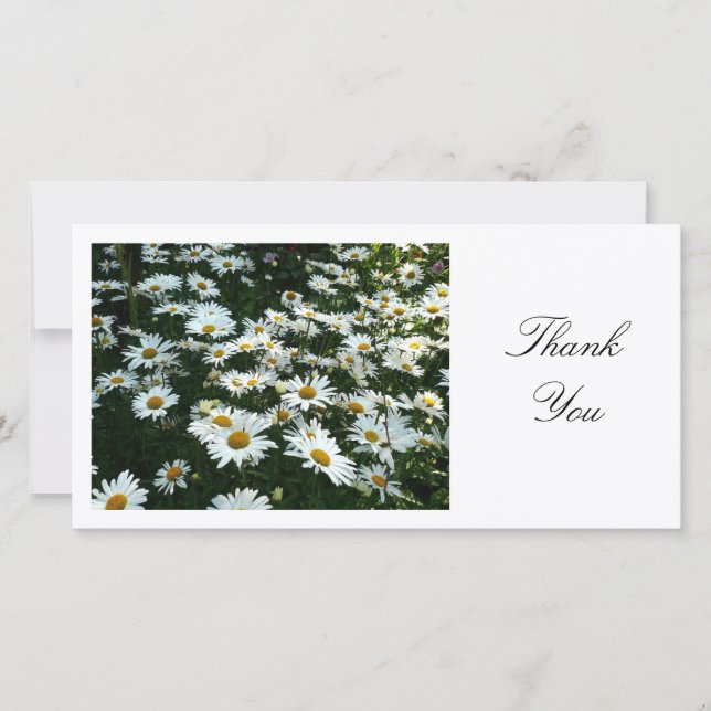 Daisies II - Thank You Card (Front)