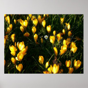 Daisies in the Crocuses Poster