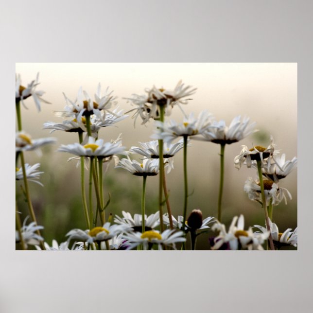 Daisies In The Fog Print (Front)