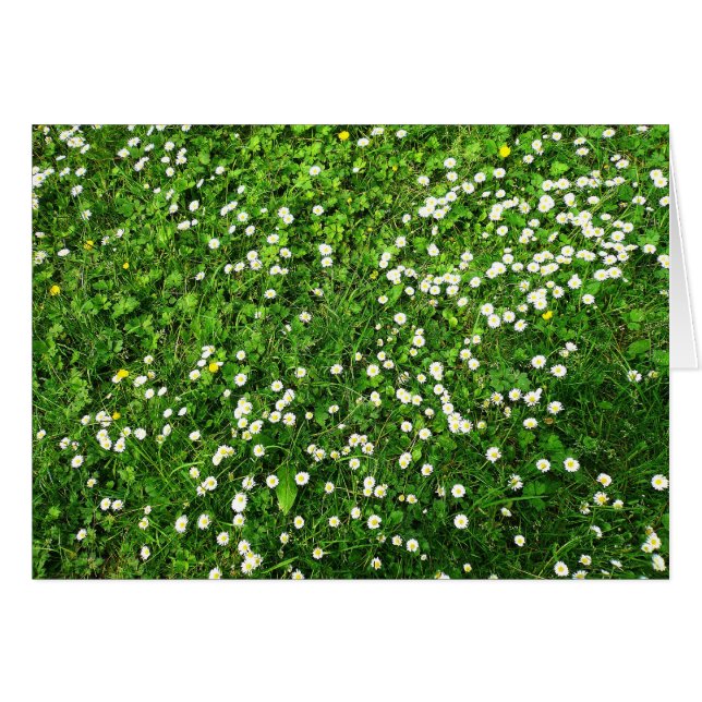 Daisies in the Grass (Front Horizontal)