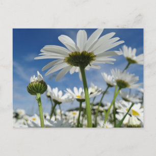 Daisies in the Sky Postcard