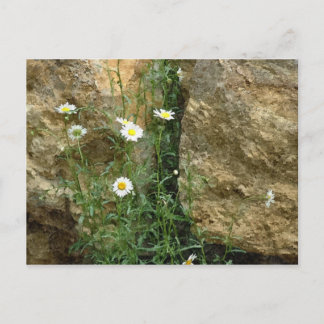 Daisies in the Stones Postcard