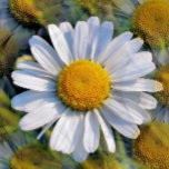 DAISIES JEWELLERY BOX<br><div class="desc">A photographic design of multiple images of a little wild daisy.</div>