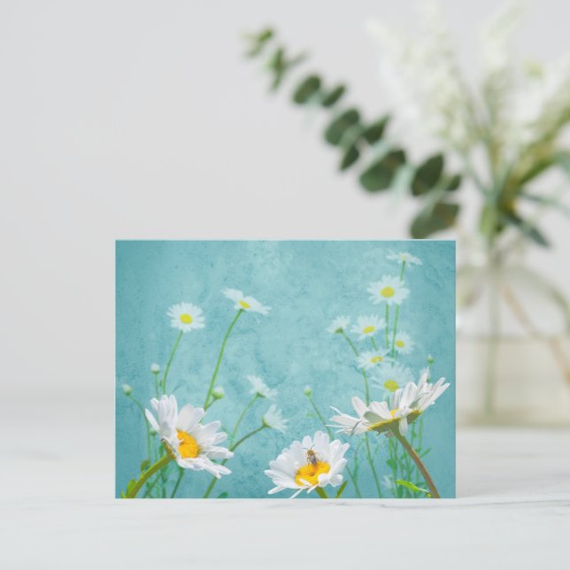 Daisies on a blue background postcard (Standing Front)