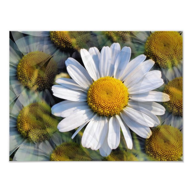 DAISIES PHOTO PRINT (Front)