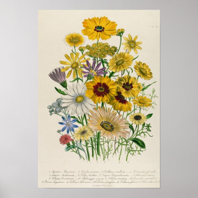 Daisies, plate 31 from 'The Ladies' Poster (Front)