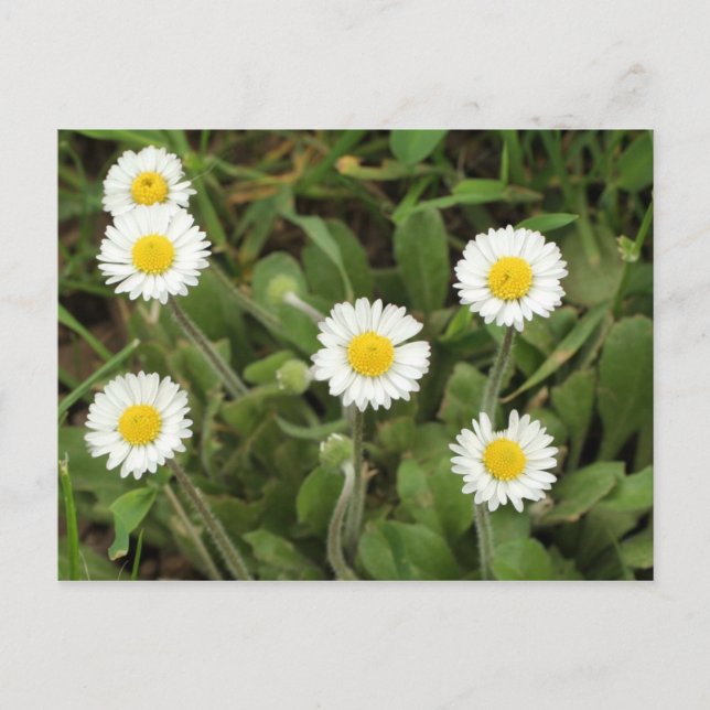 Daisies Postcard (Front)