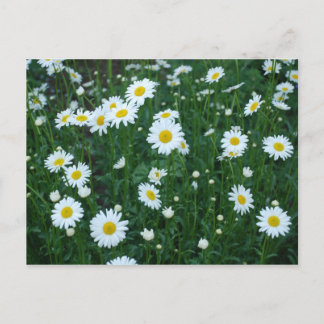 Daisies Postcard