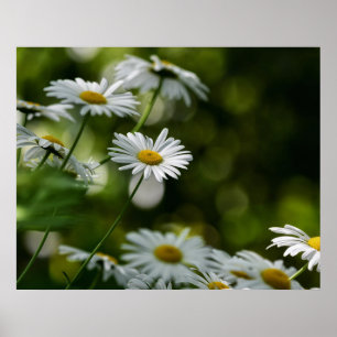 Daisies Poster