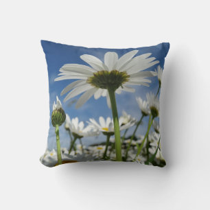 Daisies Reaching for the Sky Cushion