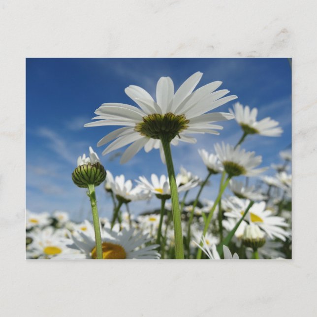 Daisies Reaching for the Sky Postcard (Front)