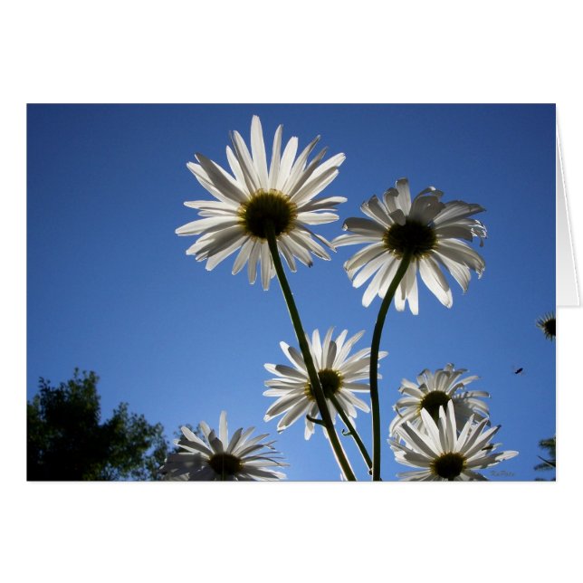 Daisies Rising (Front Horizontal)
