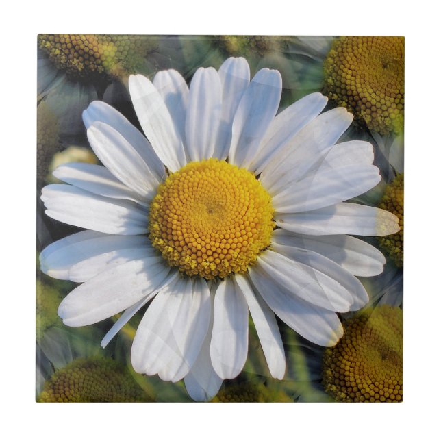 DAISIES TILE (Front)