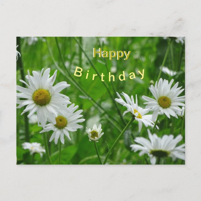 Daisies Wild Flowers Cust. Happy Birthday Postcard (Front)