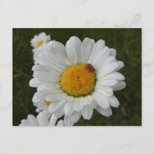 Daisies with Ladybug DIY Postcard