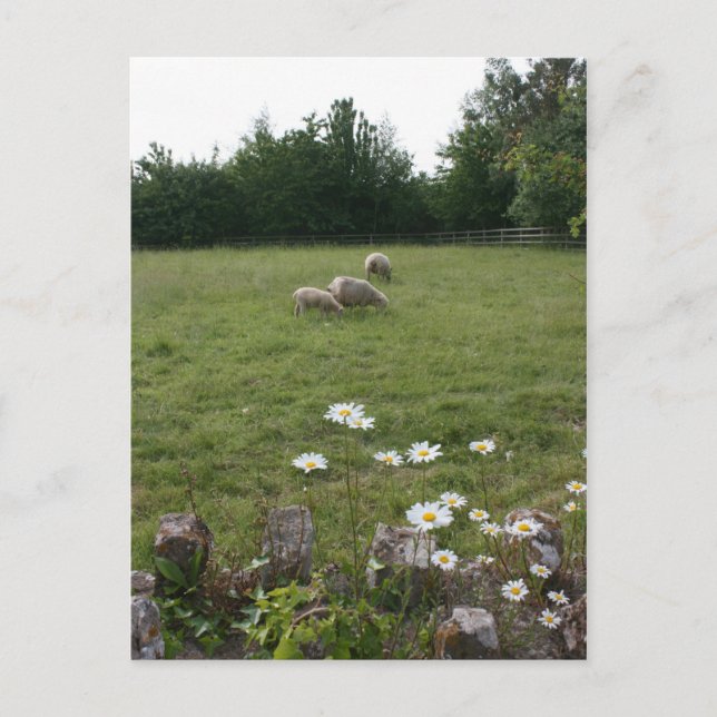 Daisies with lambs postcard (Front)