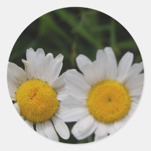 Daisies Won't Tell Classic Round Sticker